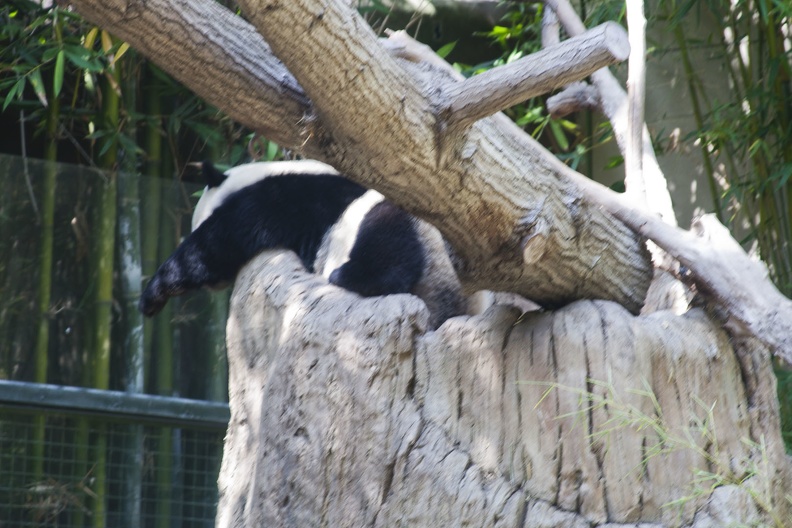 316-5037 San Diego Zoo - Giant Panda _Yun Zi_.jpg